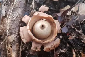 Allet 03 Gekraagde Aardster